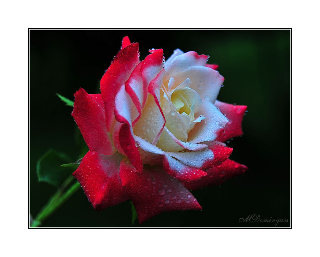 фото "One rose..." метки: природа, цветы