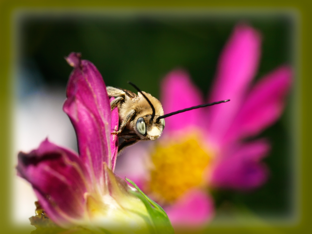 photo "или живущий в цветах" tags: nature, macro and close-up, insect
