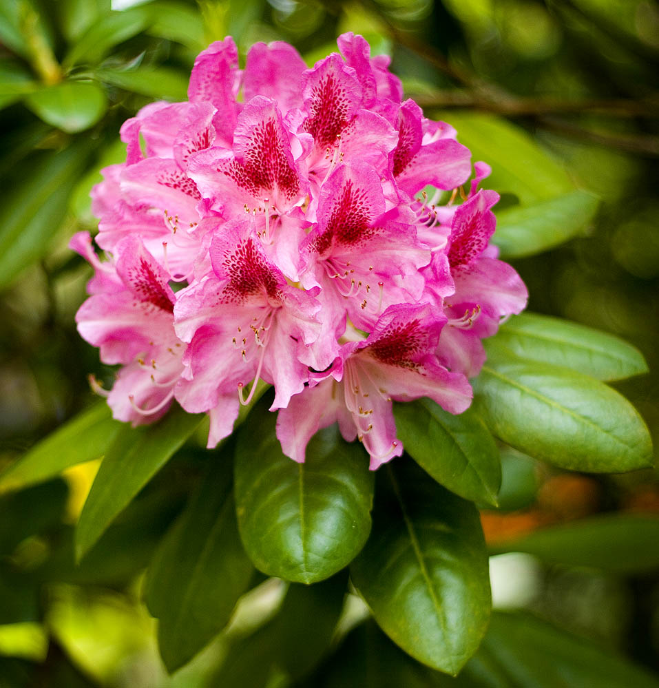 photo "***" tags: nature, macro and close-up, flowers