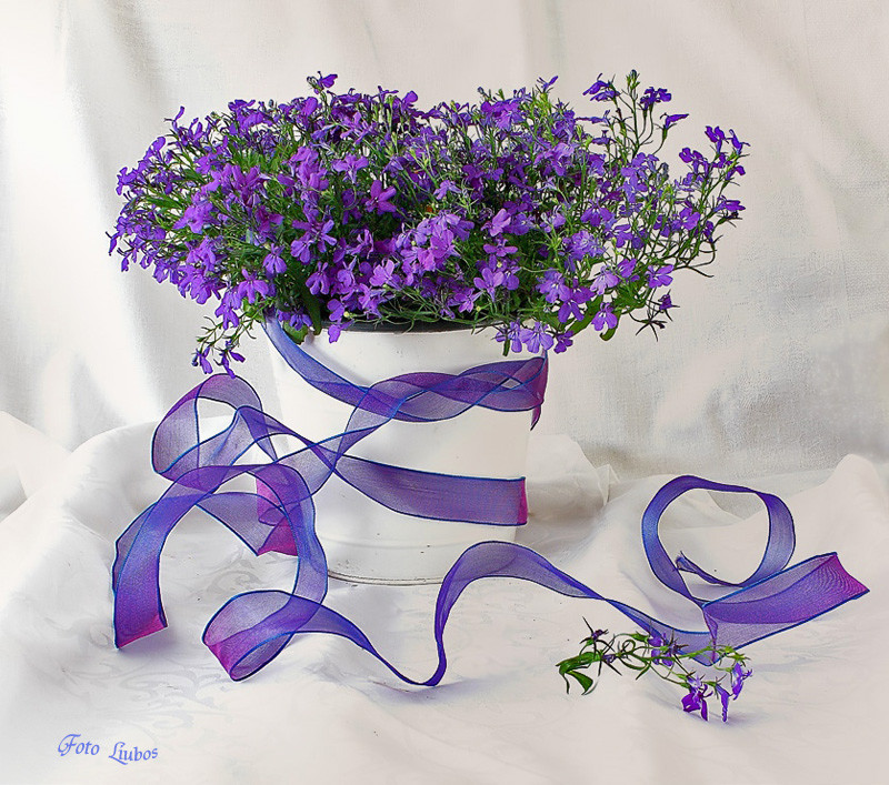 photo "***" tags: still life, 