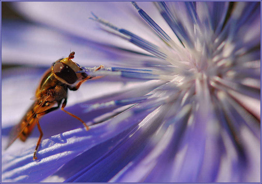 photo "***" tags: macro and close-up, 