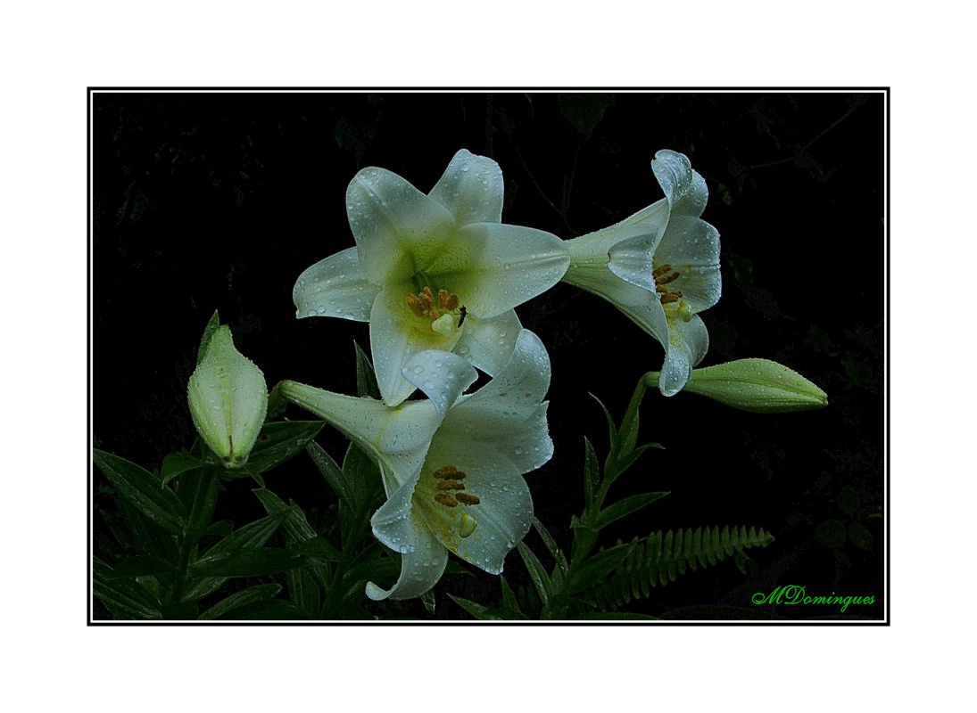 photo "Lilium, Snow Queen" tags: nature, flowers