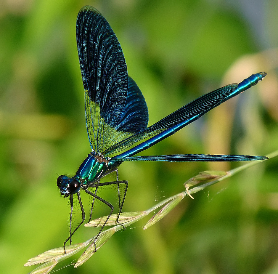 photo "***" tags: nature, insect