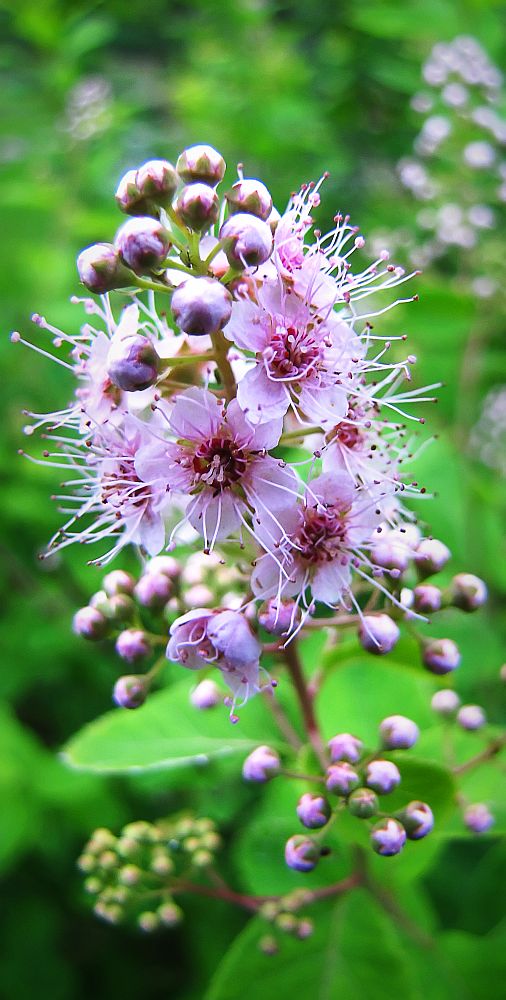 photo "Spiraea" tags: nature, flowers