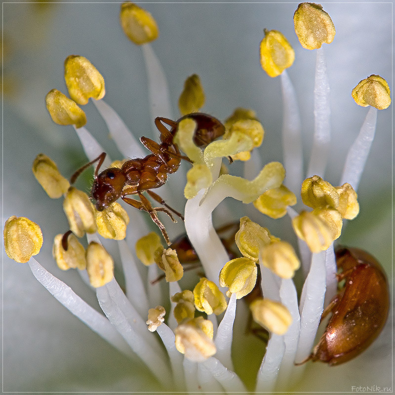 фото "Обжора (2)" метки: природа, разное, насекомое