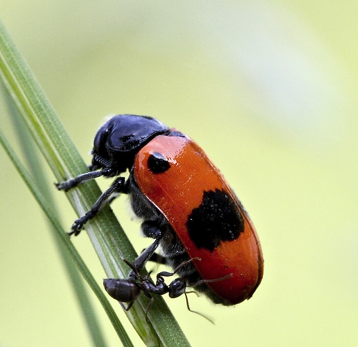 photo "***" tags: nature, insect