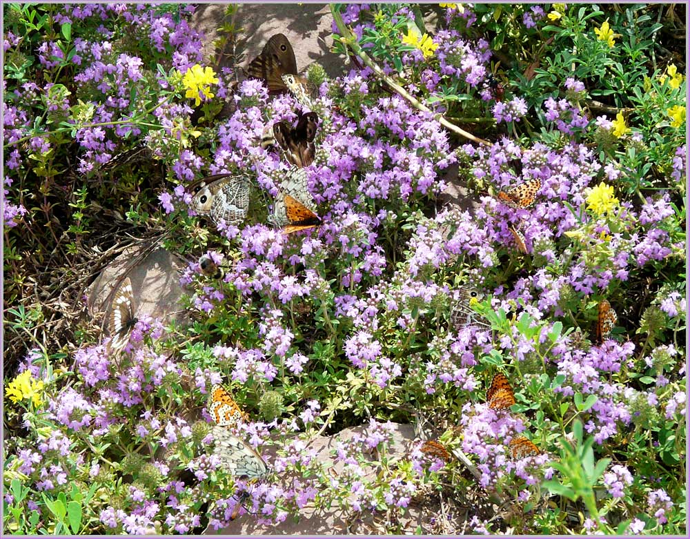photo "carpet of summer" tags: landscape, nature, insect, summer