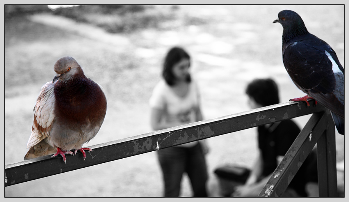 photo "***" tags: black&white, genre, 