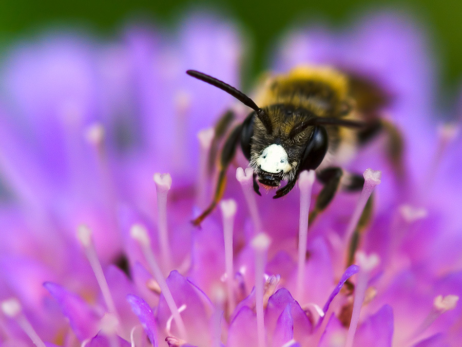 photo "***" tags: macro and close-up, nature, insect