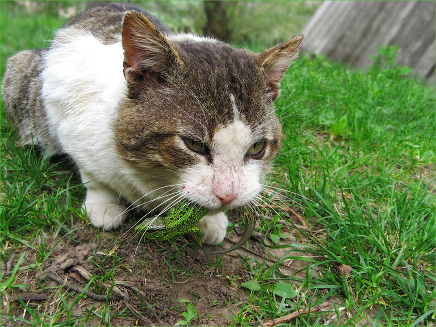 photo "Hunter" tags: nature, reporting, pets/farm animals