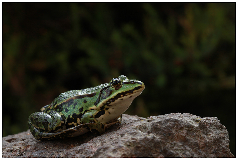 photo "**" tags: nature, wild animals