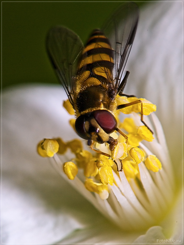 фото "4605" метки: природа, разное, насекомое