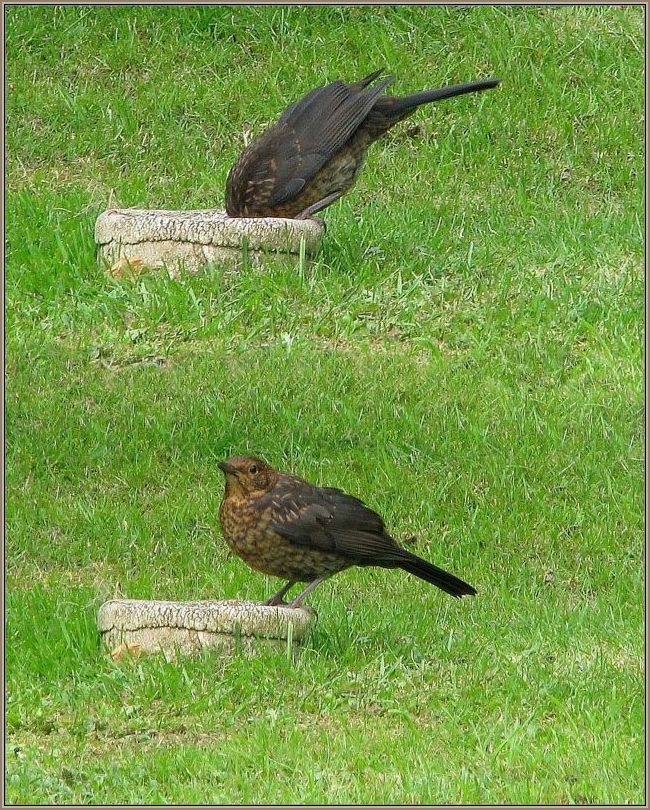 photo "Thrush Drinking." tags: montage, nature, wild animals