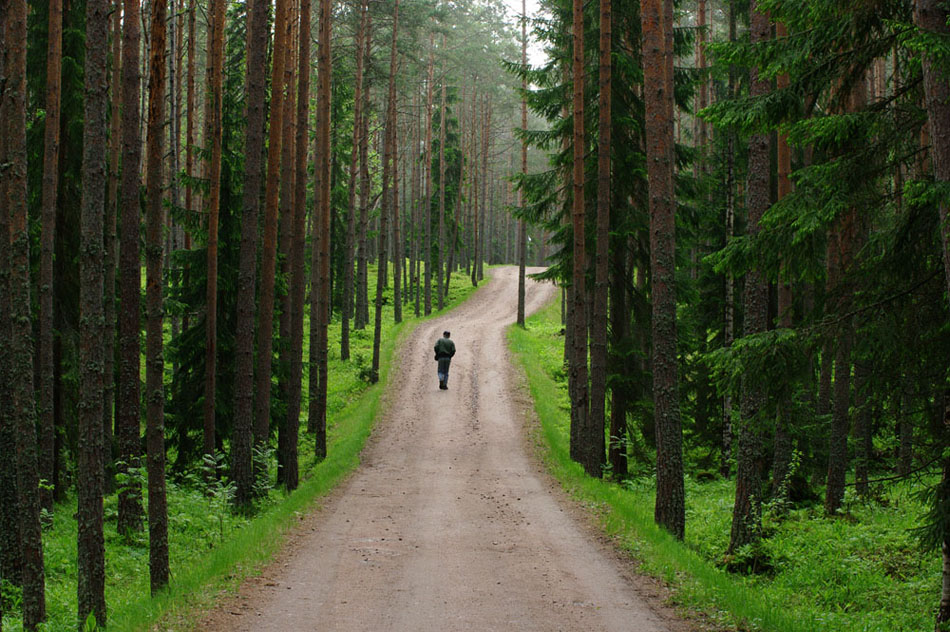 photo "все мы лишь странники на этой земле" tags: landscape, forest, summer