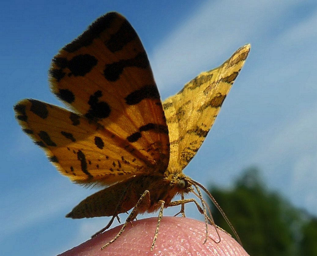 photo "Wings  is a great thing" tags: nature, insect