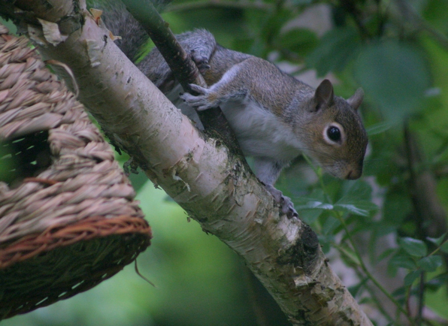 photo "garden visitor" tags: nature, wild animals