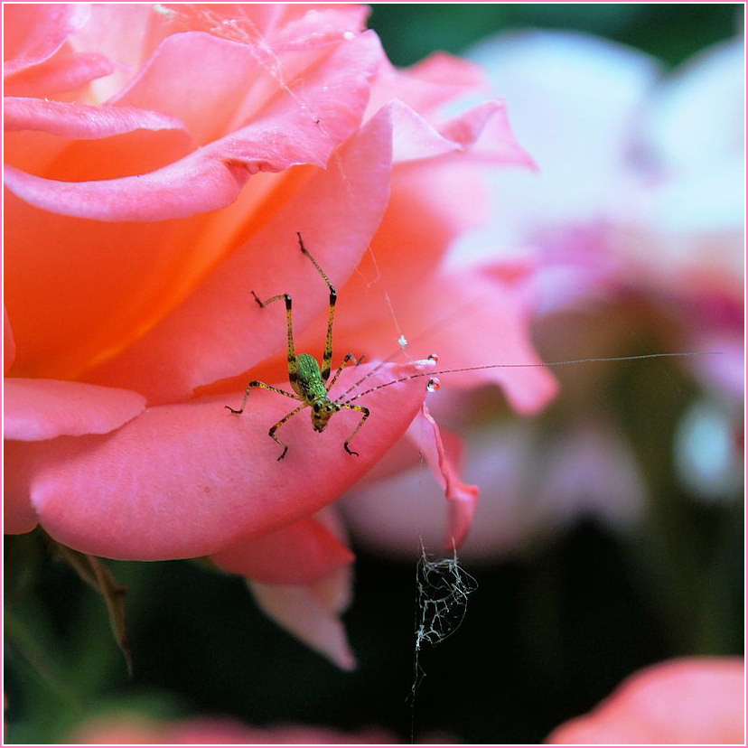 фото "И жизнь, и слезы, и ..." метки: природа, насекомое, цветы