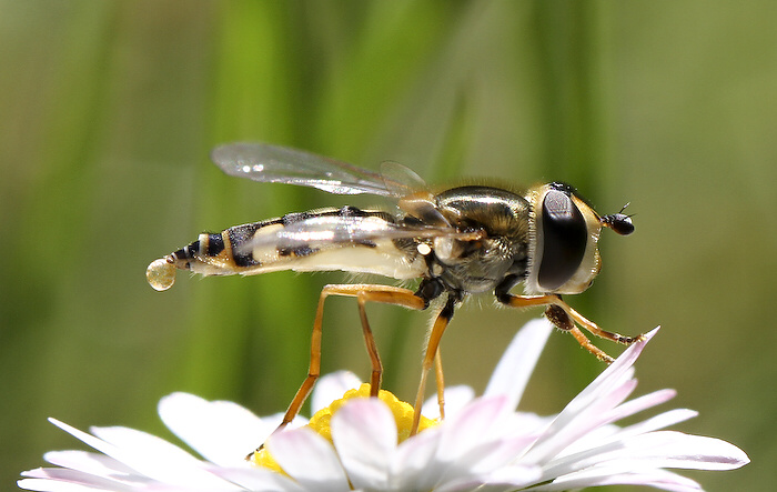 photo "***" tags: nature, insect