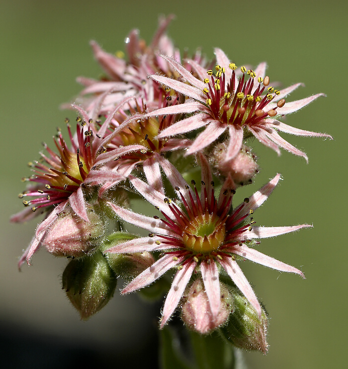 photo "***" tags: nature, flowers
