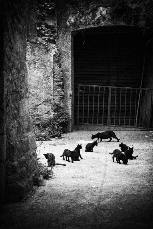 photo "Cats" tags: nature, black&white, pets/farm animals