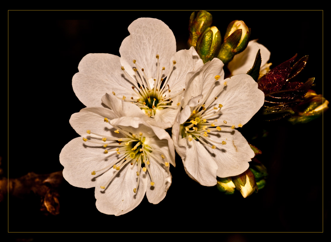 photo "***" tags: nature, macro and close-up, flowers