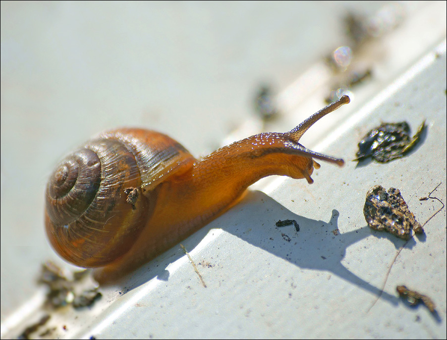 photo "On the pass" tags: nature, macro and close-up, insect