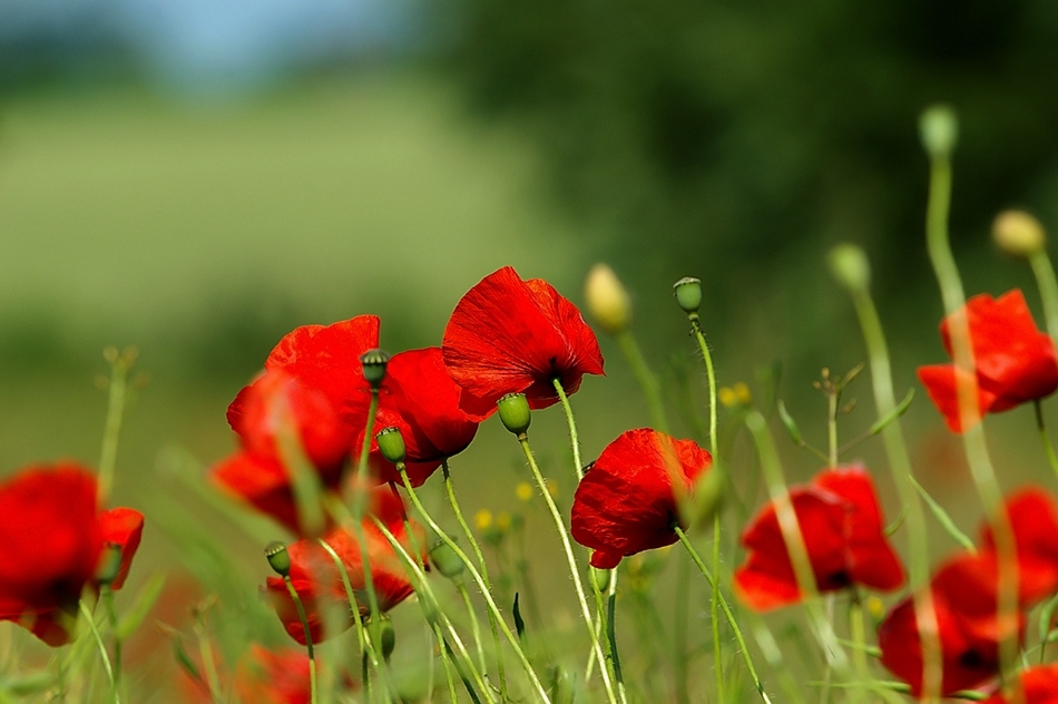 фото "Red poppy" метки: природа, пейзаж, лето, цветы