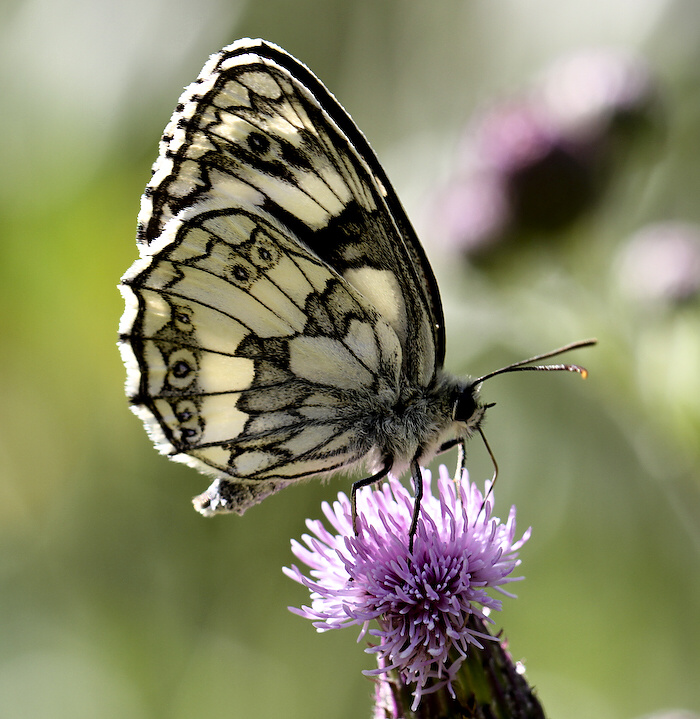 photo "Melanargia galathea" tags: nature, insect