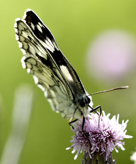 photo "***" tags: nature, insect