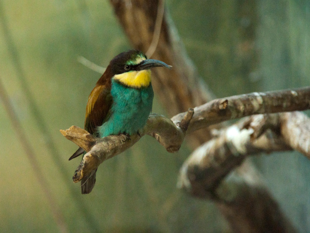 photo "***" tags: nature, wild animals