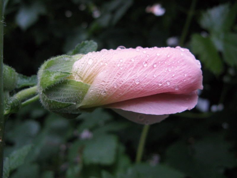 photo "***" tags: nature, flowers