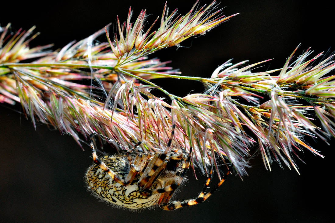 photo "***" tags: macro and close-up, 