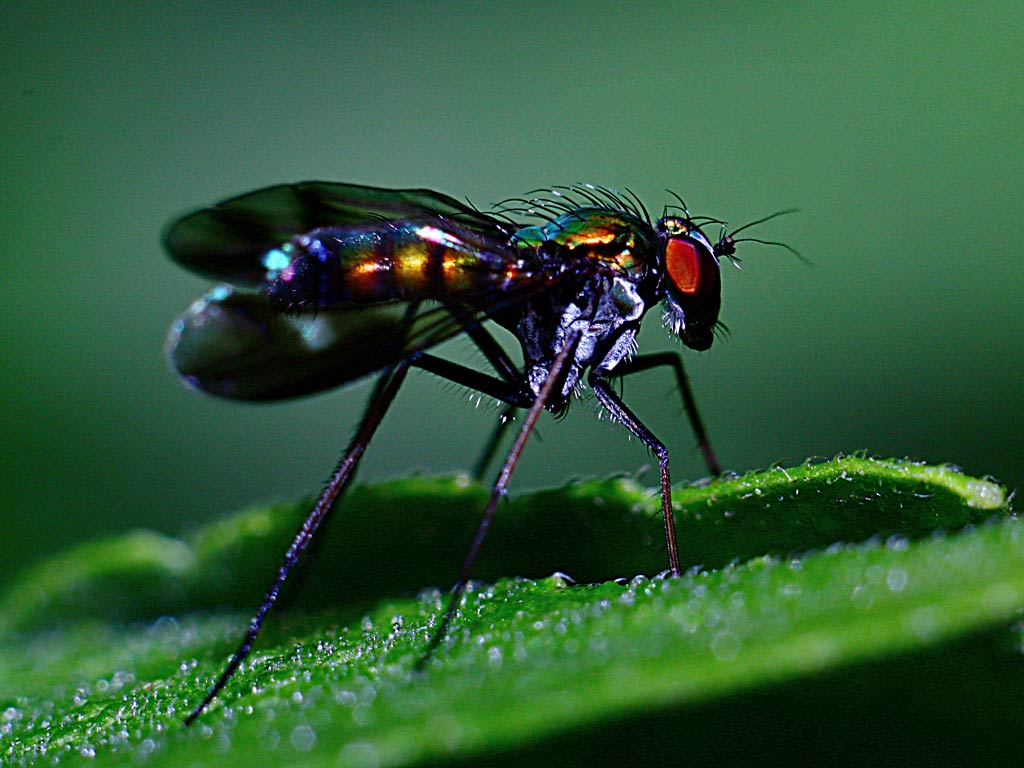 photo "Mosca" tags: nature, macro and close-up, insect