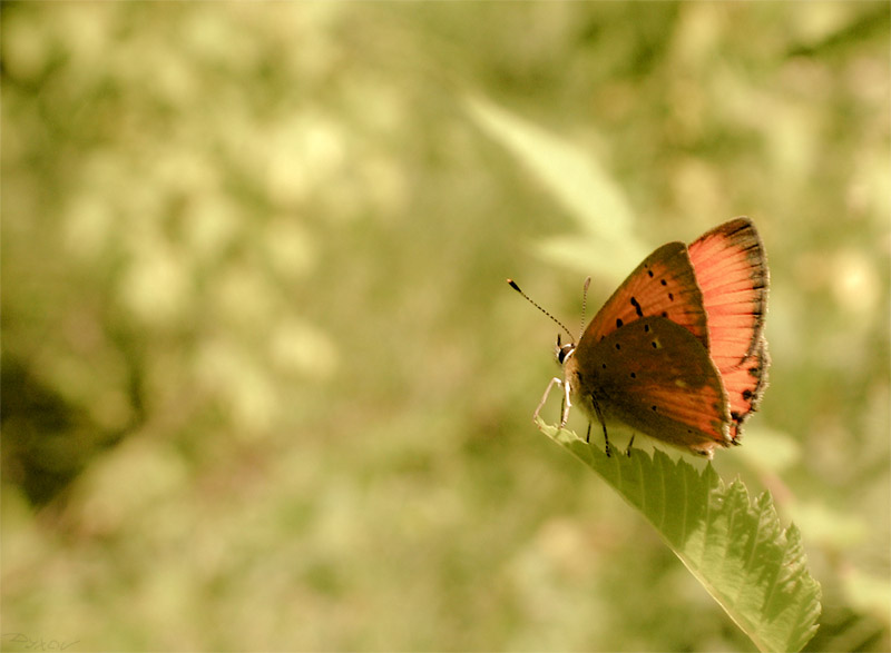 photo "***" tags: nature, macro and close-up, 