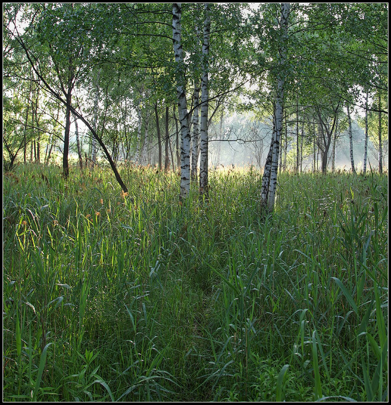 photo "misty morning in the woods 2" tags: landscape, forest, summer