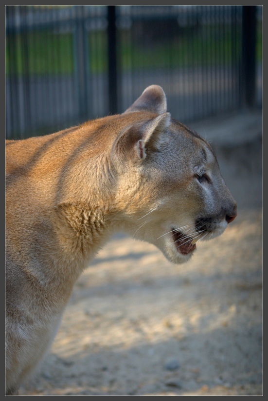 photo "***" tags: nature, pets/farm animals