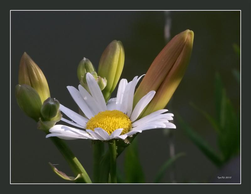 photo "***" tags: nature, flowers