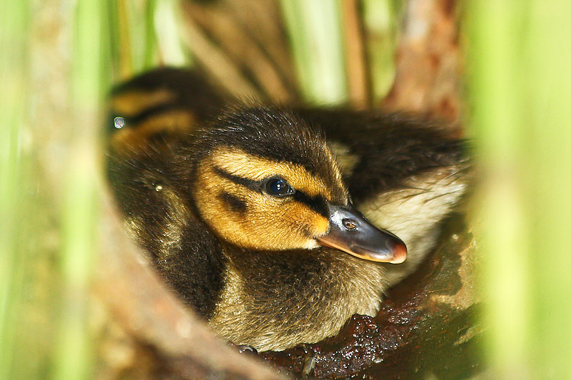 photo "***" tags: nature, wild animals