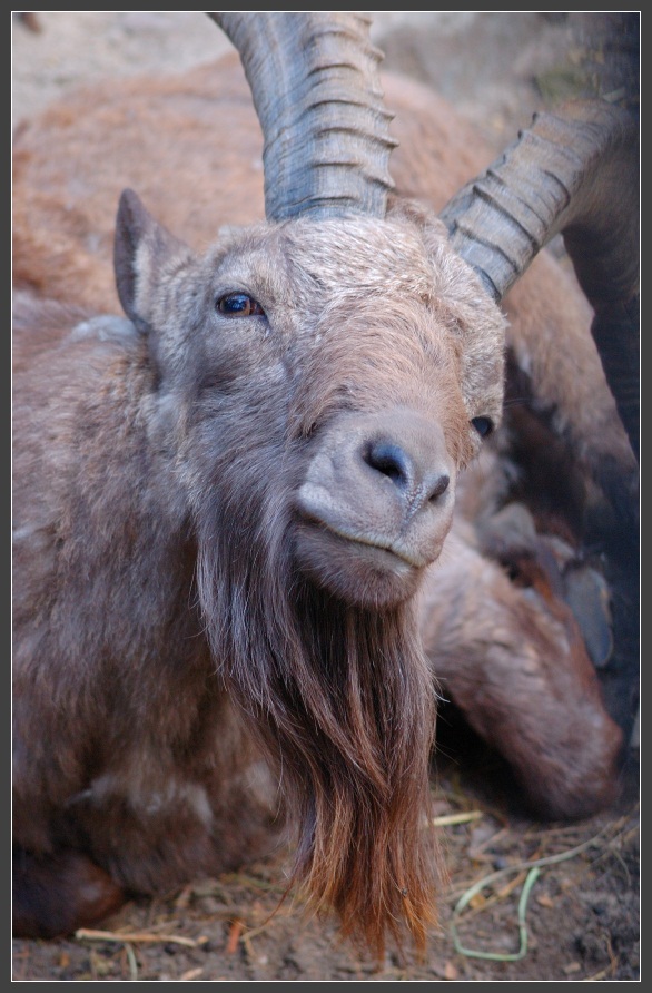 photo "What do you think my beard?" tags: nature, wild animals