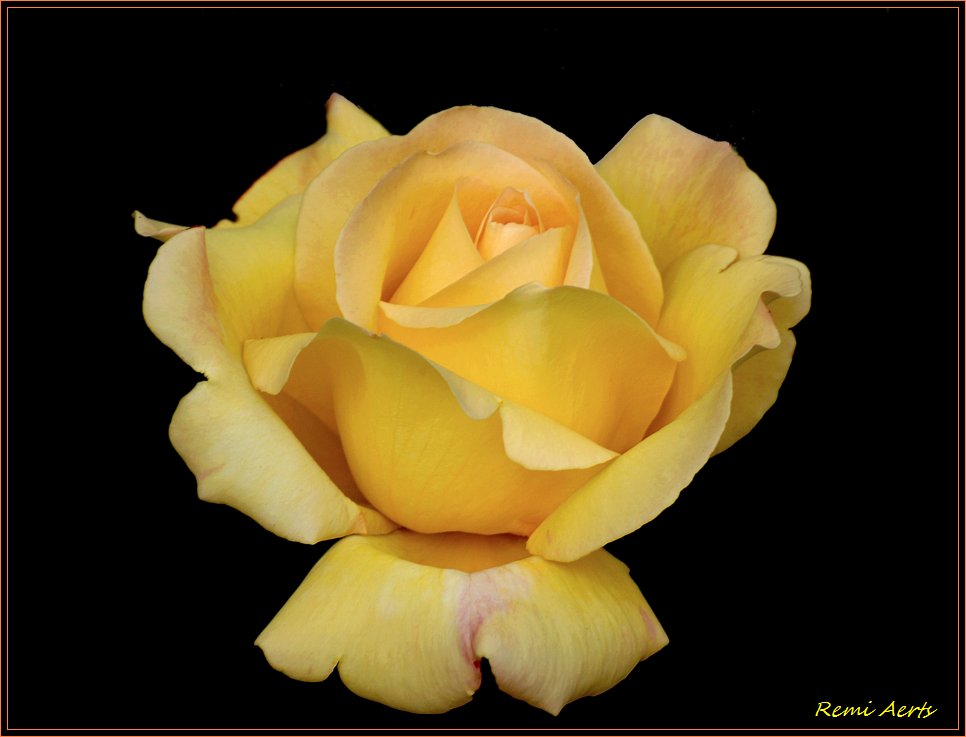 photo "***" tags: nature, macro and close-up, flowers