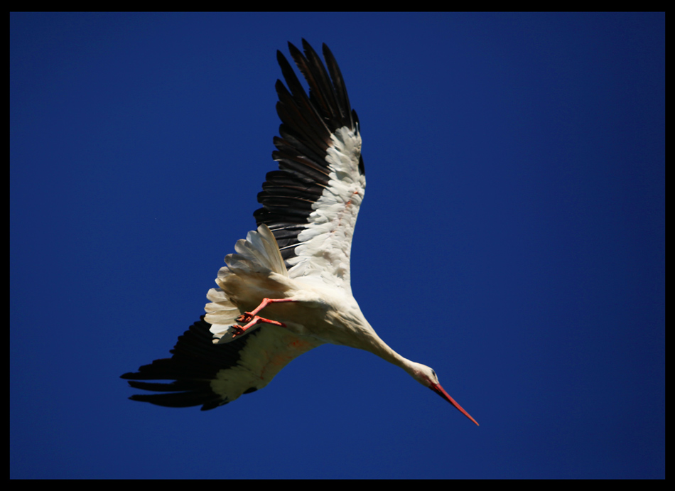 фото "Concorde" метки: природа, дикие животные