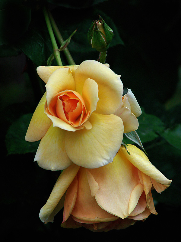 photo "3 generation" tags: macro and close-up, 