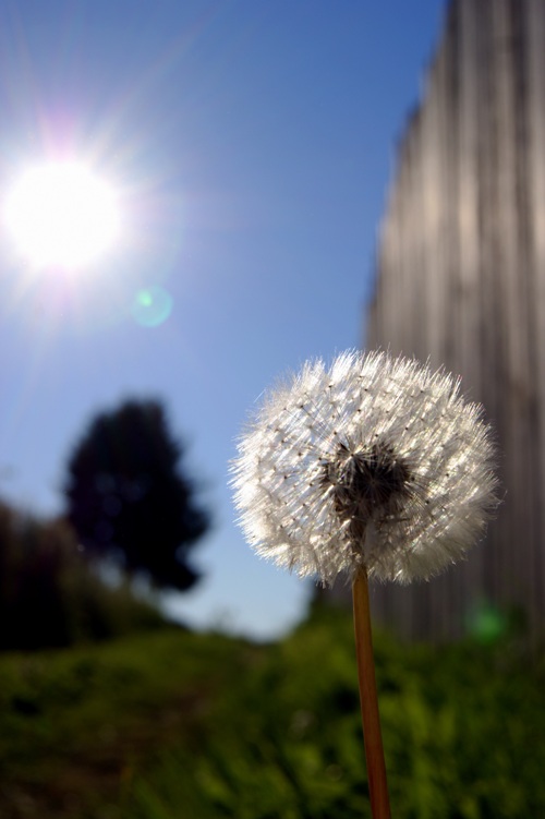photo "***" tags: landscape, nature, flowers, summer