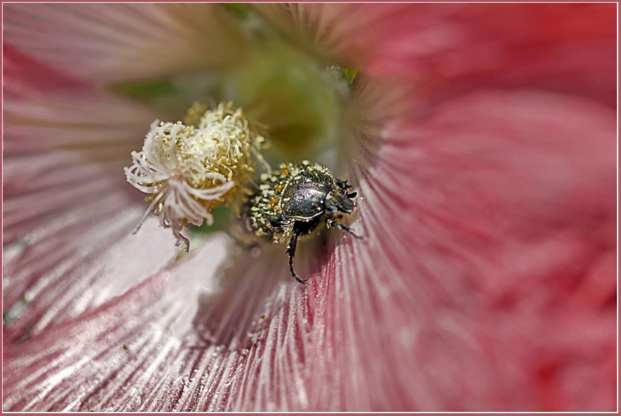 photo "***" tags: nature, macro and close-up, 