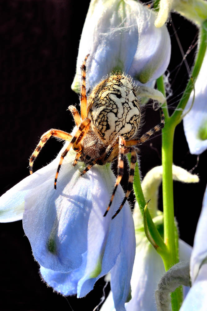 photo "***" tags: macro and close-up, 