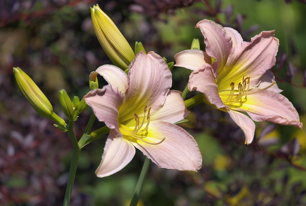 photo "***" tags: nature, flowers