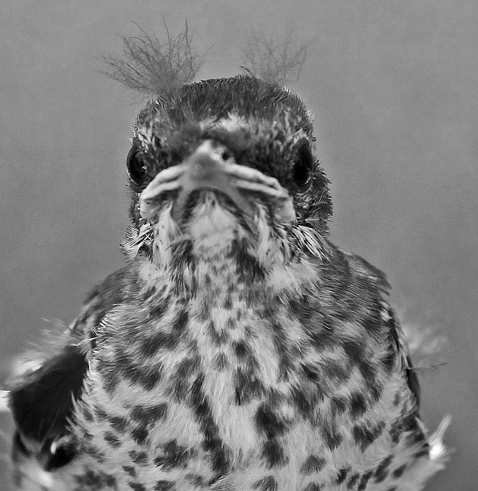 photo "Junior" tags: nature, black&white, wild animals