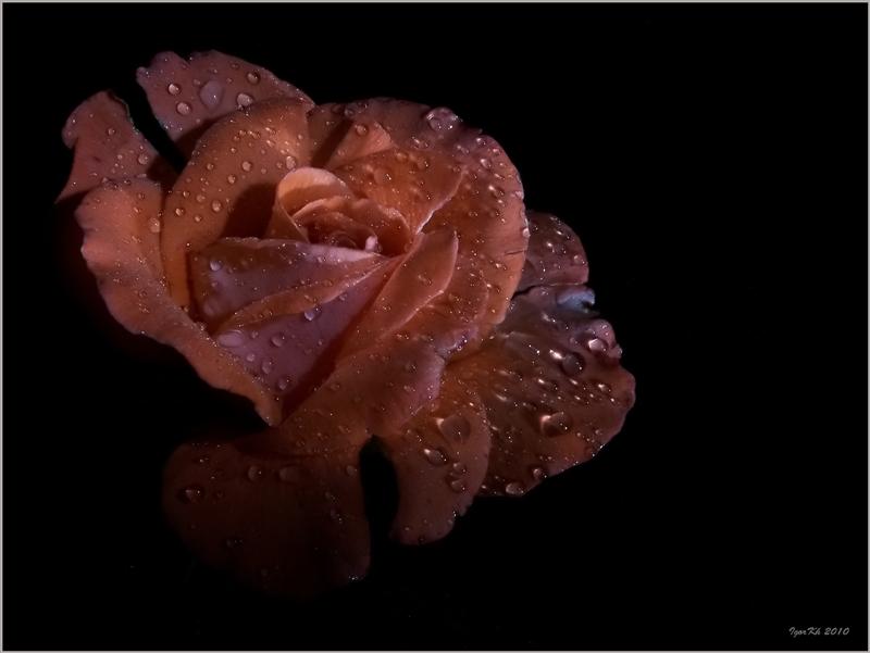 фото "Благоухала целую ночь....." метки: природа, цветы