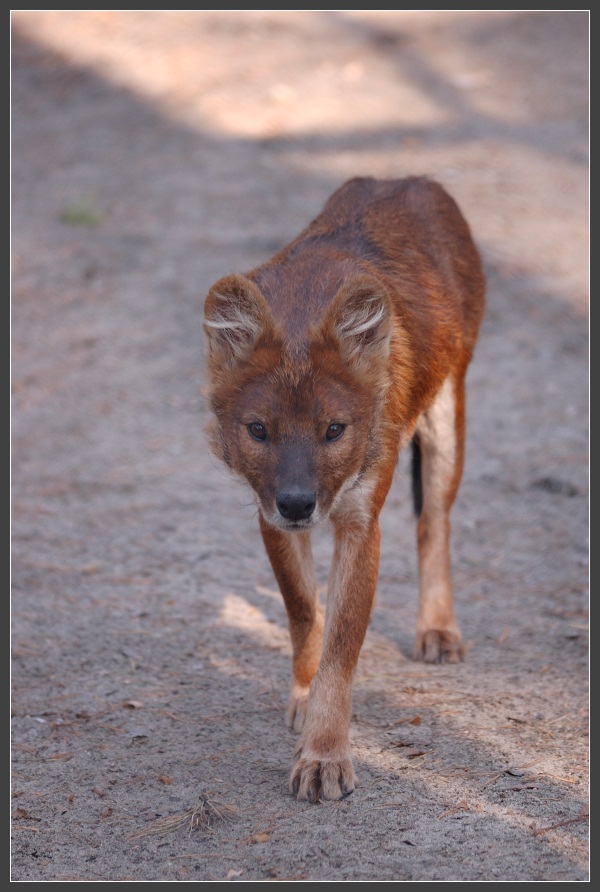 photo "Red wolf" tags: nature, wild animals
