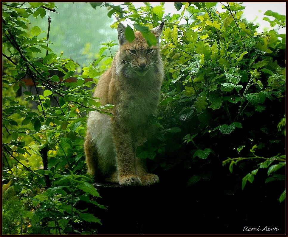 фото "***" метки: природа, репортаж, дикие животные